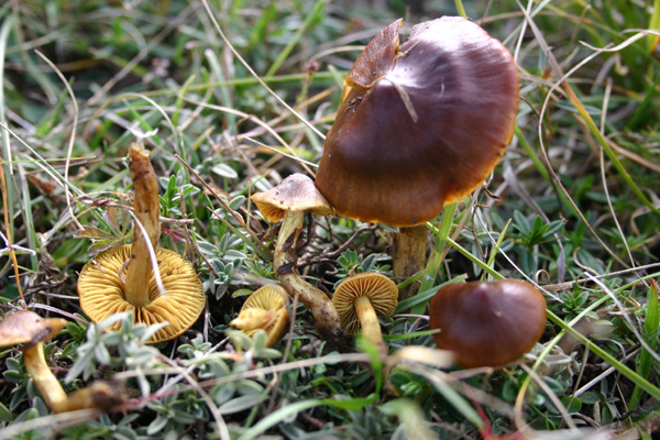 Cortinarius croceus ?